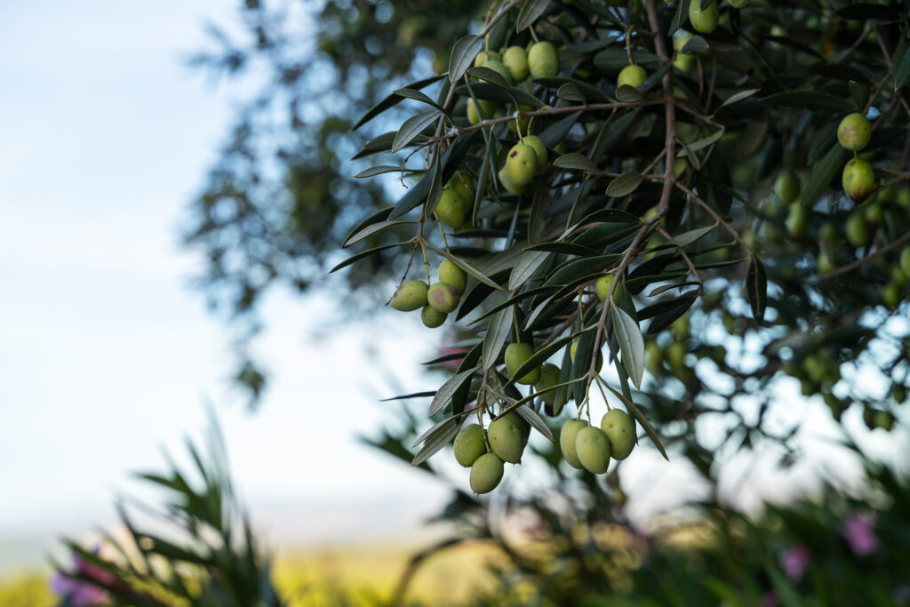 Olive Oil Masia de Matuta