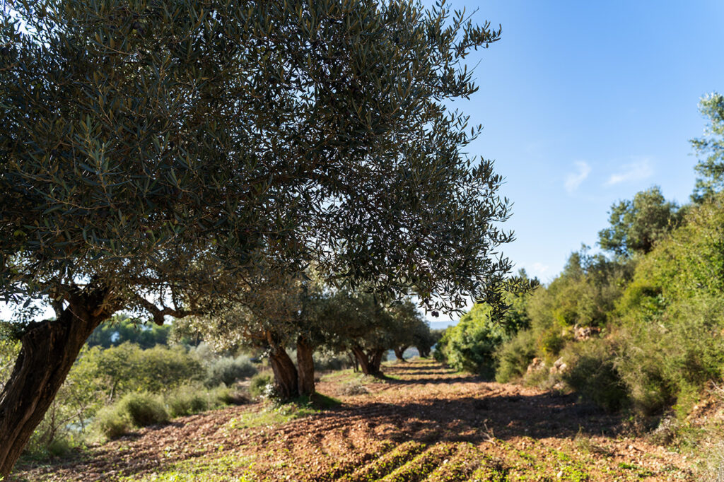 Olijfbomen Spanje